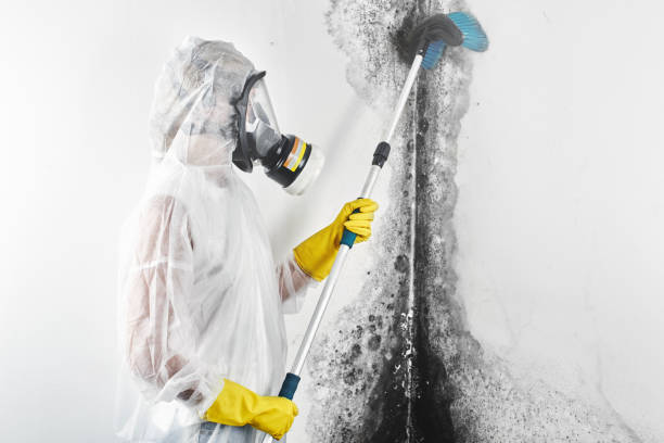 Best Comprehensive Air Testing for Mold Contaminants  in Inglenook, CT