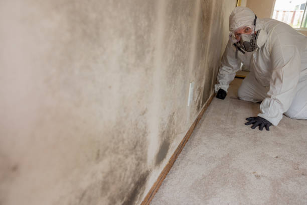 Trusted Inglenook, CT Mold Removal Experts